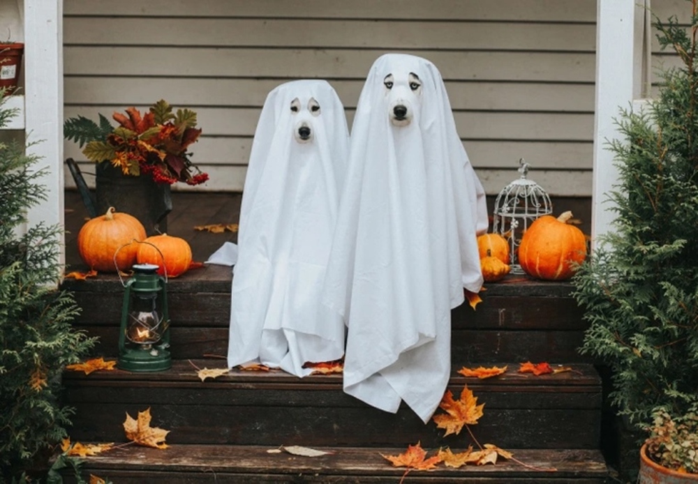 Những lời chúc Halloween 2022 ấn tượng và thú vị - Ảnh 2.