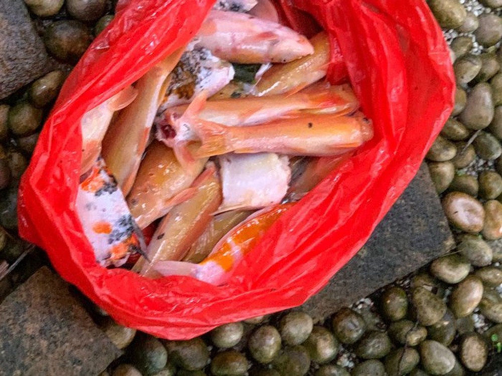 Singapore: 23 con cá Koi bị gặm nham nhở, chủ sốc nặng nhưng không thể làm gì với thủ phạm - Ảnh 2.