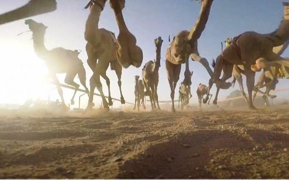 Robot cưỡi lạc đà đua trên sa mạc ở Trung Đông