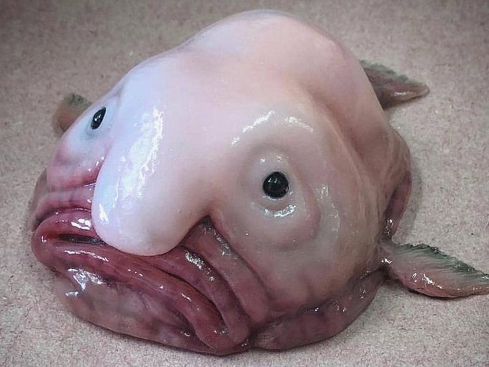 Cá giọt nước - “loài động vật xấu nhất thế giới bị hiểu nhầm về hình dạng kỳ dị suốt bao năm - Ảnh 7.