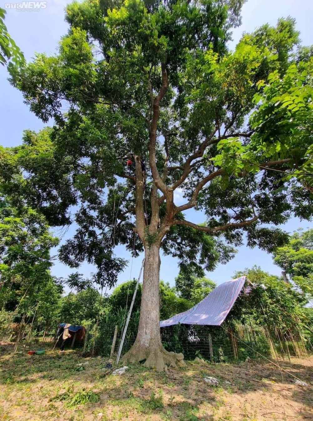 Trèo lên ngọn cây thu hoạch vàng đen, nông dân bỏ túi hàng trăm triệu đồng - Ảnh 2.