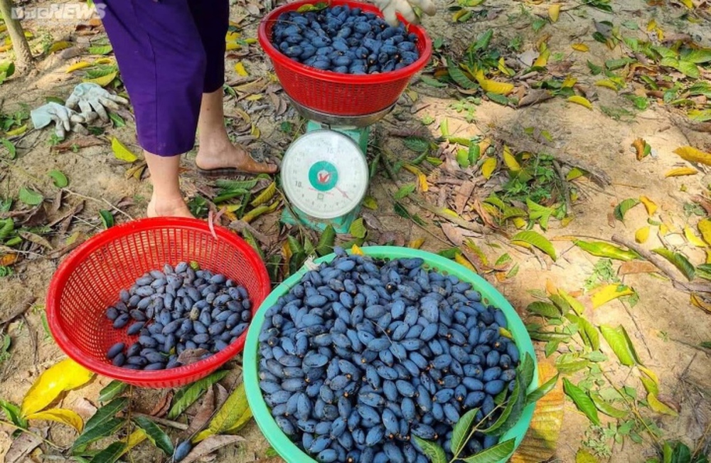 Trèo lên ngọn cây thu hoạch vàng đen, nông dân bỏ túi hàng trăm triệu đồng - Ảnh 6.