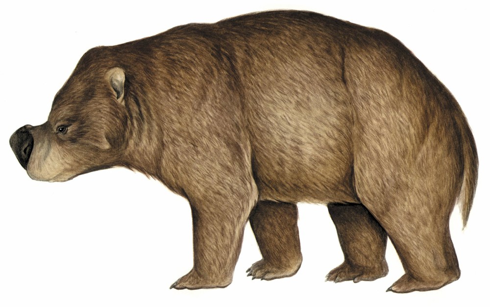 Những loài thú có túi to lớn nhất từng được con người phát hiện - Ảnh 4.