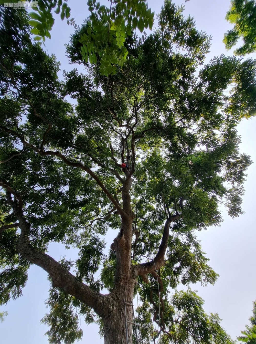 Trèo lên ngọn cây thu hoạch vàng đen, nông dân bỏ túi hàng trăm triệu đồng - Ảnh 5.