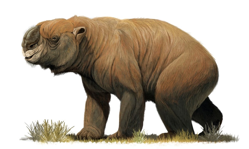 Những loài thú có túi to lớn nhất từng được con người phát hiện - Ảnh 1.