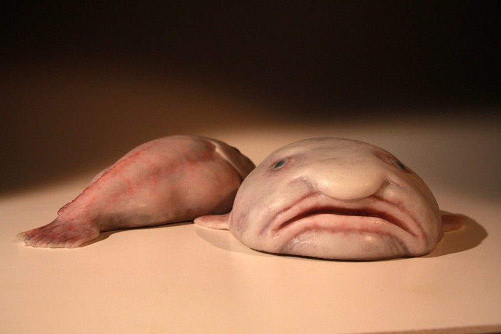 Cá giọt nước - “loài động vật xấu nhất thế giới bị hiểu nhầm về hình dạng kỳ dị suốt bao năm - Ảnh 2.