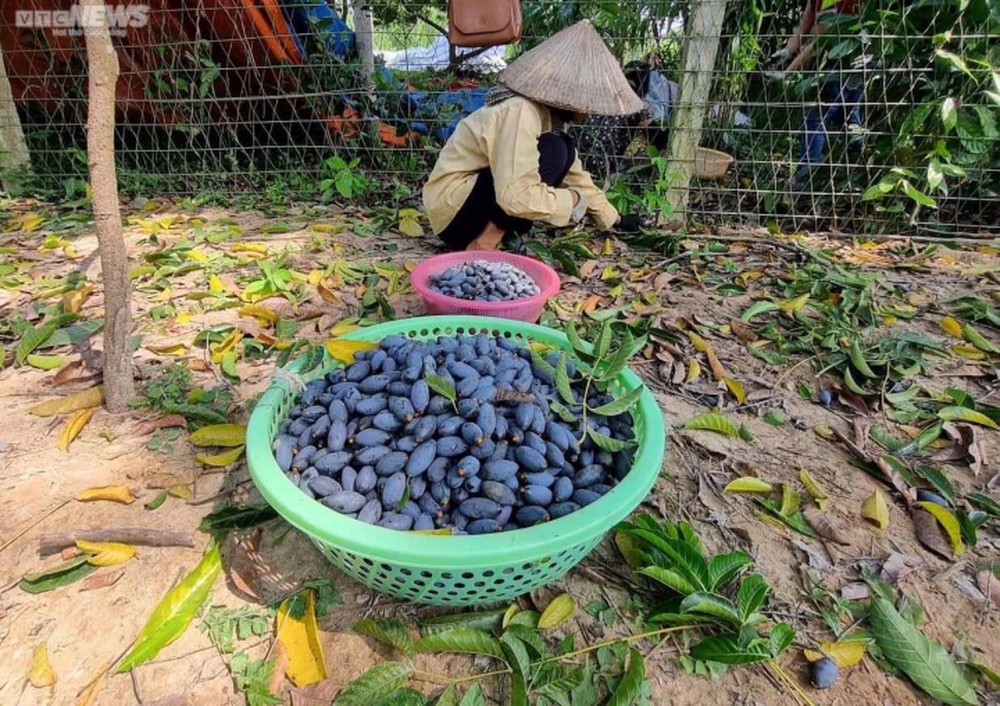 Trèo lên ngọn cây thu hoạch vàng đen, nông dân bỏ túi hàng trăm triệu đồng - Ảnh 4.