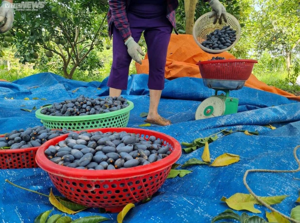 Trèo lên ngọn cây thu hoạch vàng đen, nông dân bỏ túi hàng trăm triệu đồng - Ảnh 3.