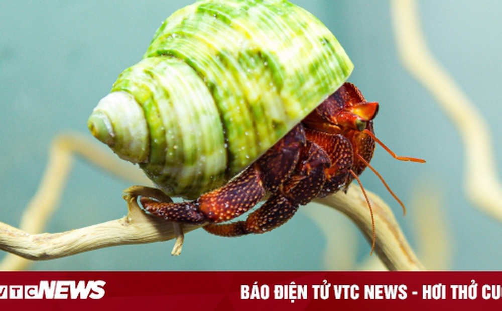 Độc đáo bộ sưu tập ốc mượn hồn sặc sỡ sắc màu của cô gái 9X Hà Nội