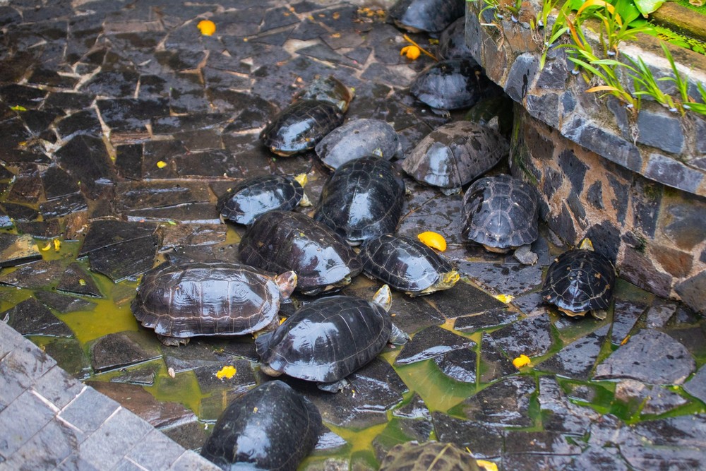Phát hiện nhiều loại rùa quý hiếm được phóng sinh ở chùa Ngọc Hoàng - Ảnh 3.