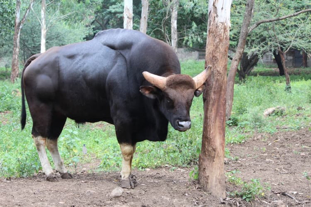 Gaur: Loài lớn nhất và cao nhất trong số các loài gia súc hoang dã - Ảnh 4.