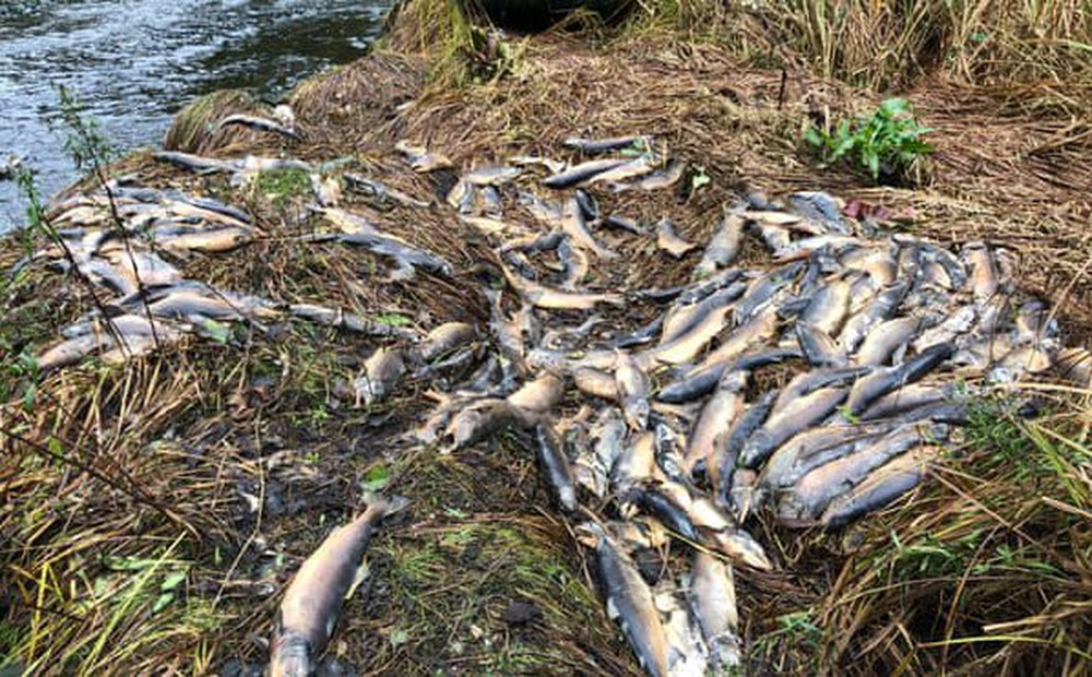 Canada: Hàng ngàn con cá hồi chết trắng vì hạn hán nghiêm trọng