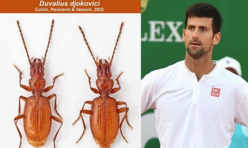 Loài bọ cánh cứng được đặt theo tên tay vợt Novak Djokovic - Ảnh 1.