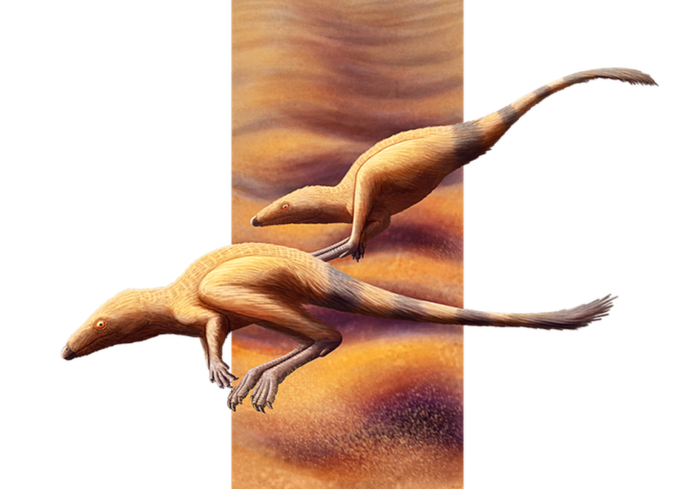 Scleromochlus taylori: Loài bò sát tí hon của kỷ Trias, có họ hàng gần với Pterosaurs - Ảnh 6.