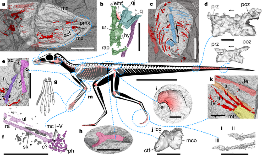 Scleromochlus taylori: Loài bò sát tí hon của kỷ Trias, có họ hàng gần với Pterosaurs - Ảnh 4.