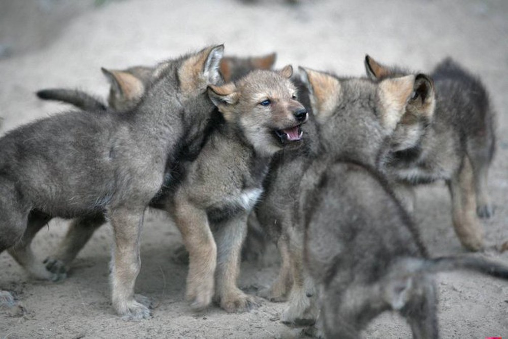 Nghiên cứu mới cho thấy chó sói thực sự có thể hình thành sự gắn bó với con người tương tự như loài chó - Ảnh 1.