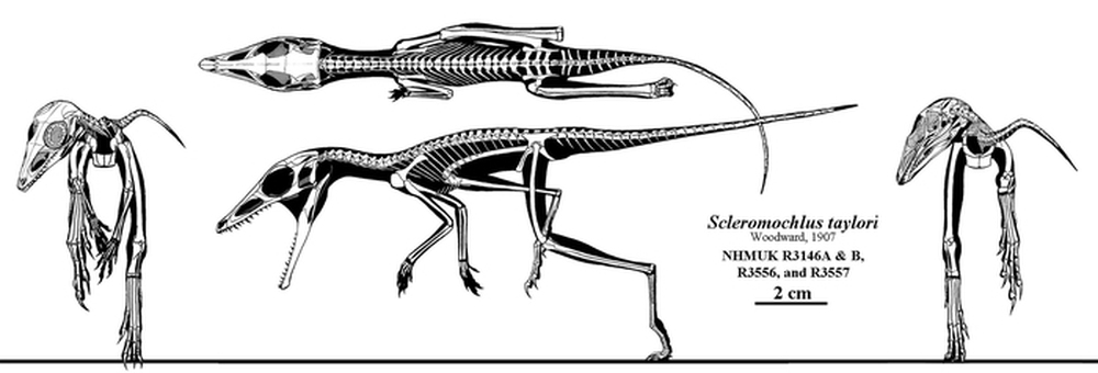 Scleromochlus taylori: Loài bò sát tí hon của kỷ Trias, có họ hàng gần với Pterosaurs - Ảnh 3.