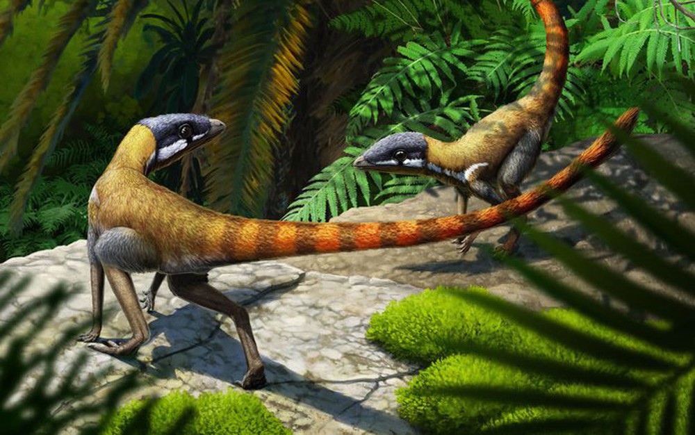 Scleromochlus taylori: Loài bò sát tí hon của kỷ Trias, có họ hàng gần với Pterosaurs - Ảnh 1.