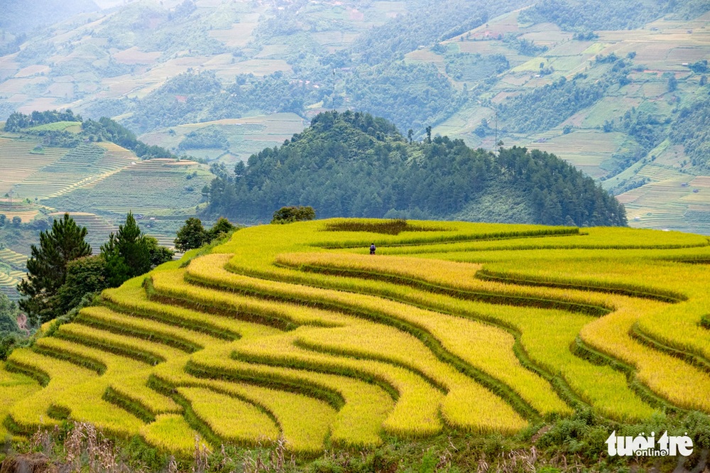 Đồi võng lúa, móng ngựa hút khách kìn kìn tới Mù Cang Chải - Ảnh 5.