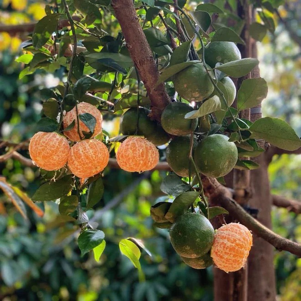 Có đi miền Tây, nhớ ghé các vườn trái cây nổi tiếng để tự tay hái và thưởng thức trái ngon ngay tại chỗ