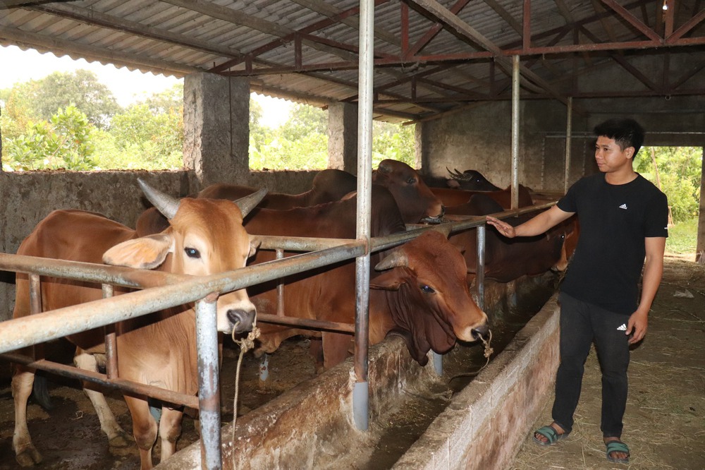 Về quê ‘ôm’ 10 ha đất, thanh niên 9x trồng đủ thứ cây, cho doanh thu hơn 1 tỷ đồng - Ảnh 8.