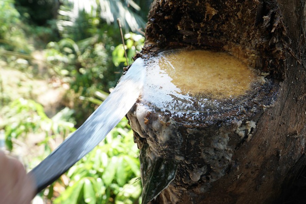 Việt Nam có 1 loại cây lạ có thể uống trực tiếp từ thân cây, gây nghiện - Ảnh 4.