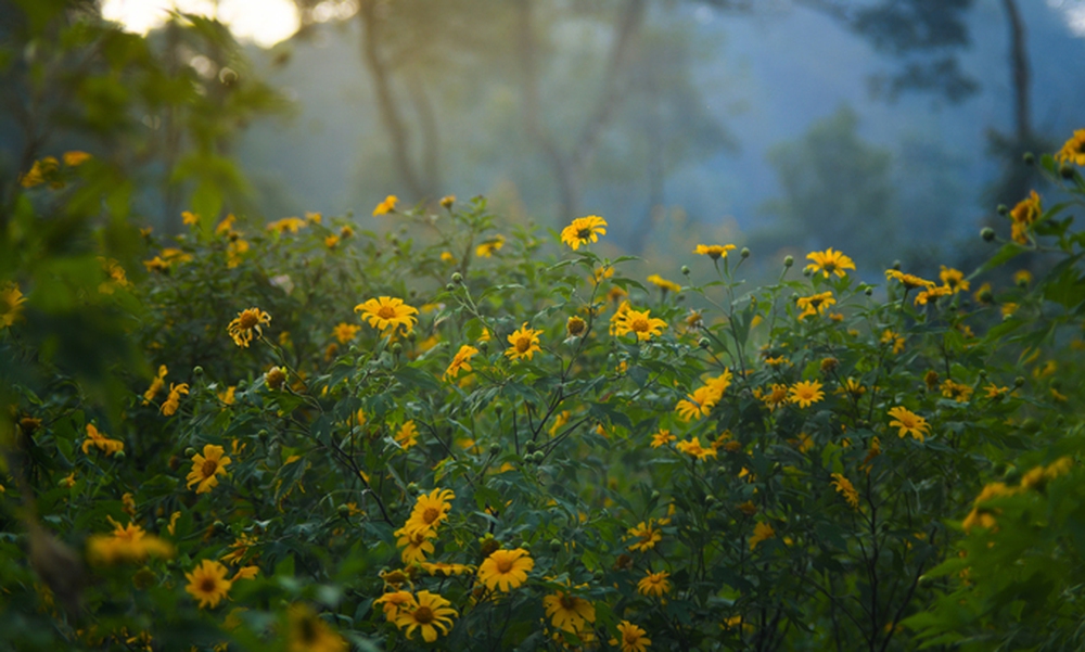 Ngắm mùa dã quỳ nở hoa tại Vườn quốc gia Ba Vì - Ảnh 5.