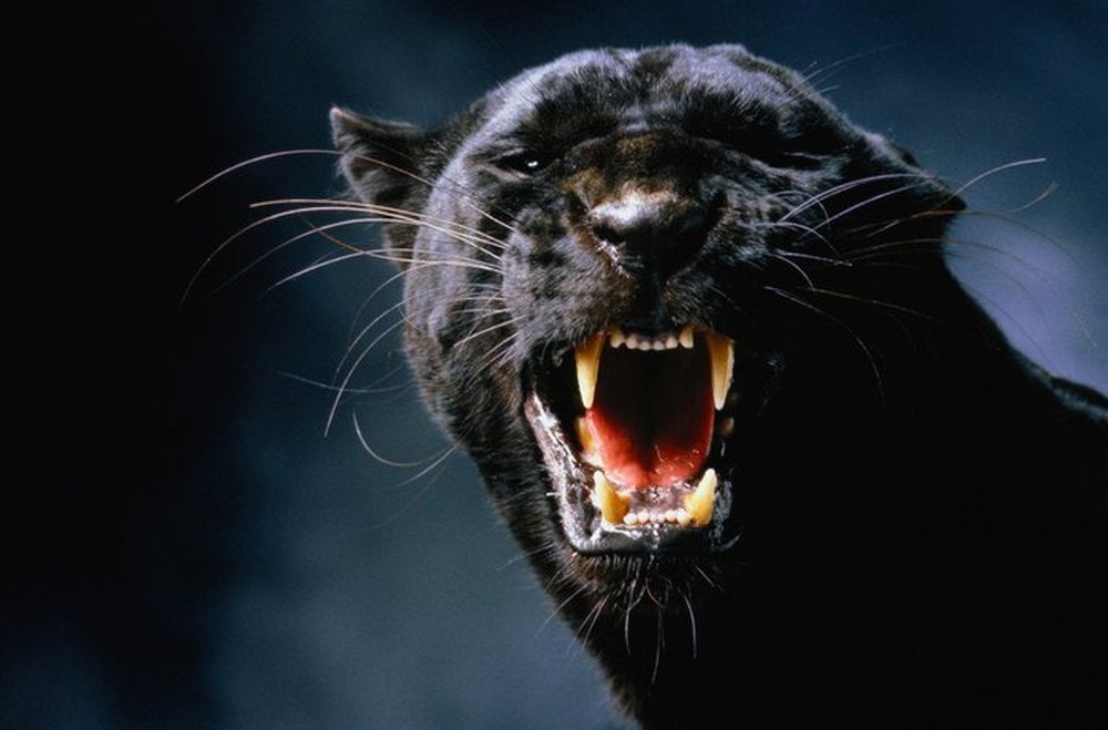 Những sự thật bất ngờ về loài báo đen - nguồn cảm hứng của nhân vật Black Panther - Ảnh 8.