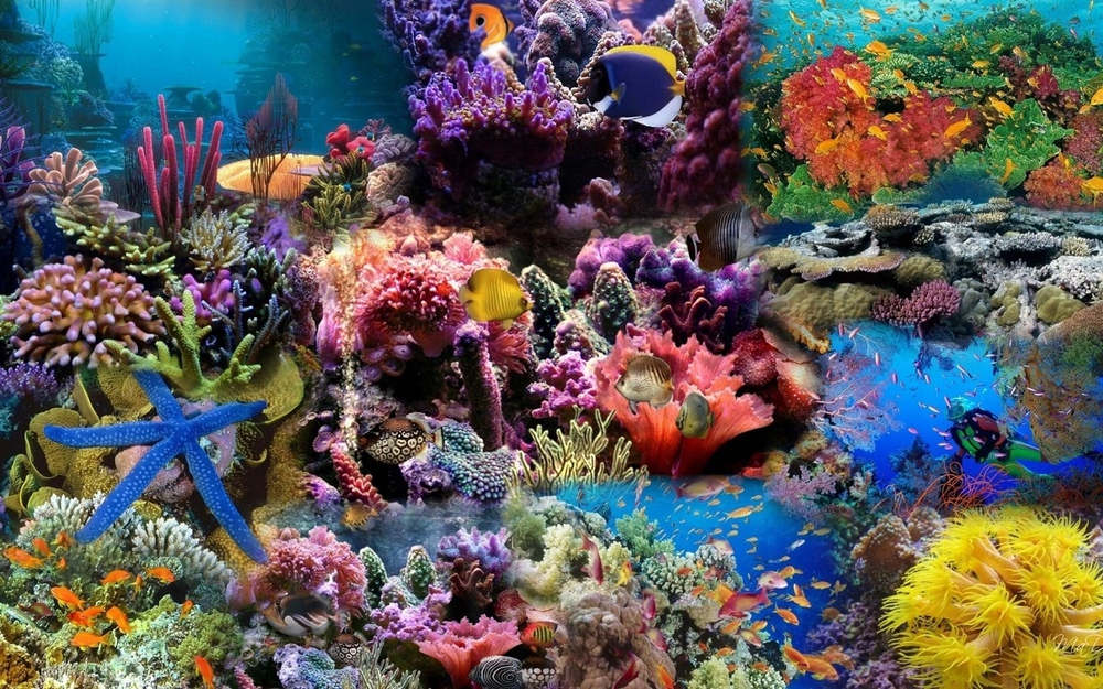 Google sử dụng AI theo dõi sức khỏe của các rạn san hô - Ảnh 1.