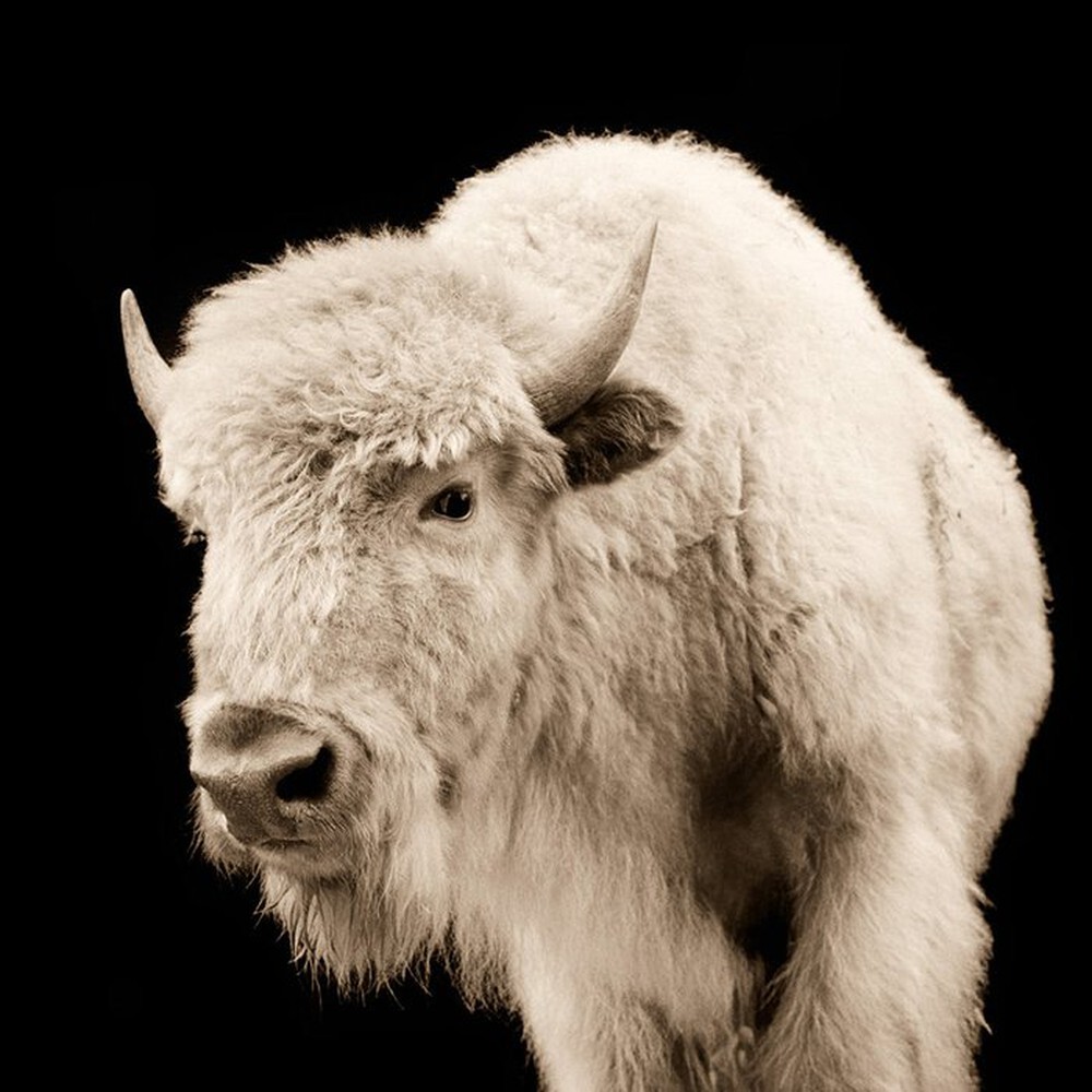 Vì sao bò rừng trắng được coi là biểu tượng thiêng liêng của bộ tộc Lakota? - Ảnh 1.