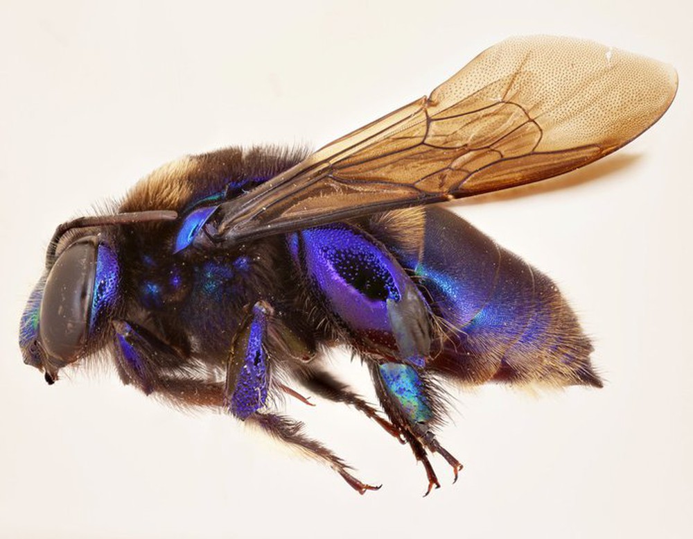 Phát hiện loài ong phong lan mới tại Mexico - Ảnh 5.