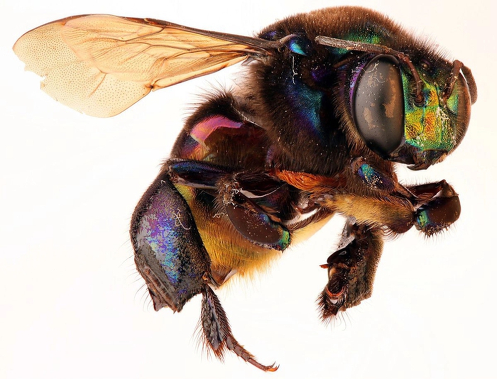 Phát hiện loài ong phong lan mới tại Mexico - Ảnh 4.