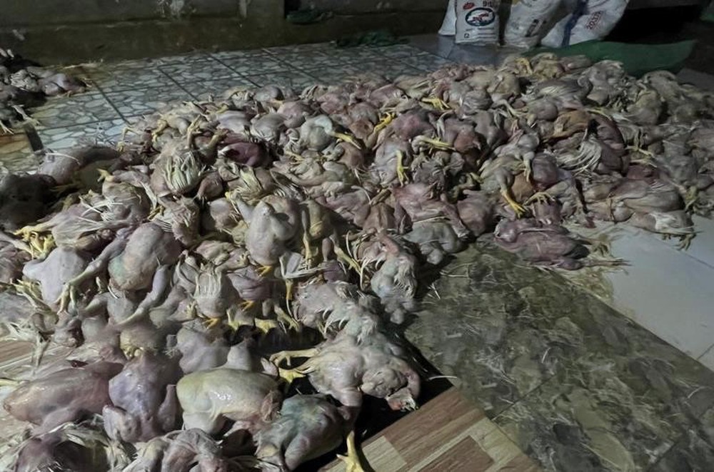 Hình ảnh kinh hãi tại cơ sở giết mổ hơn 2 tấn gà chết - Ảnh 2.