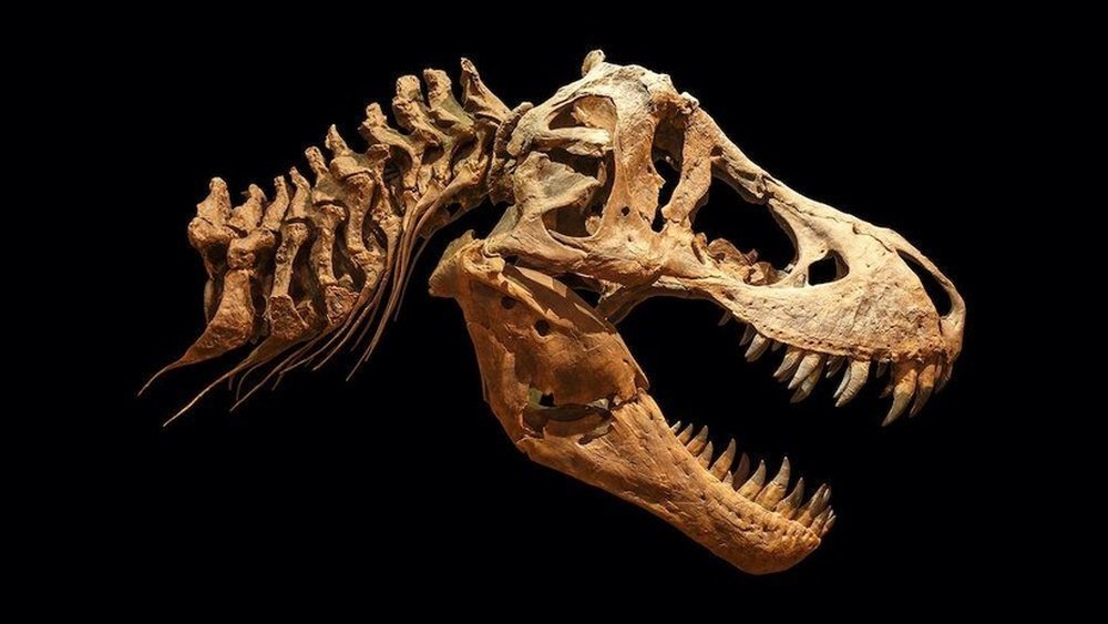 Khủng long T.rex to lớn đến mức nào? - Ảnh 1.