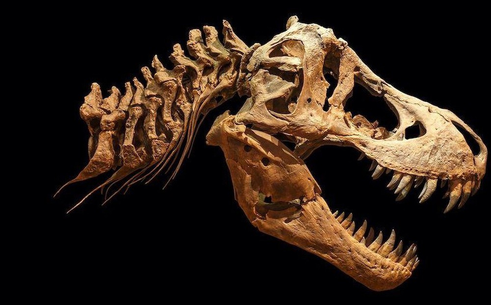 Khủng long T.rex to lớn đến mức nào?
