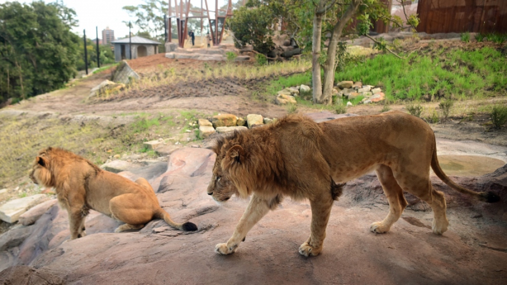 5 con sư tử thoát khỏi khu vực nuôi giữ trong vườn thú ở Australia - Ảnh 1.