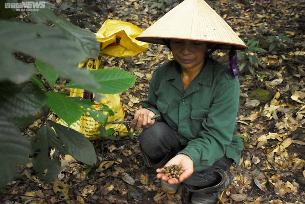 Nông dân Hải Dương vào rừng săn hạt dẻ, kiếm hàng chục triệu mỗi vụ - Ảnh 10.