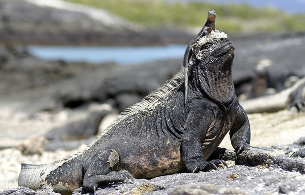 Kỳ nhông biển: Những con thằn lằn có vẻ ngoài giống như Godzilla - Ảnh 8.