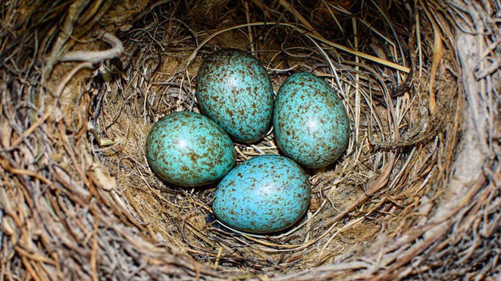 Tại sao một số loài chim có trứng có màu xanh? - Ảnh 2.