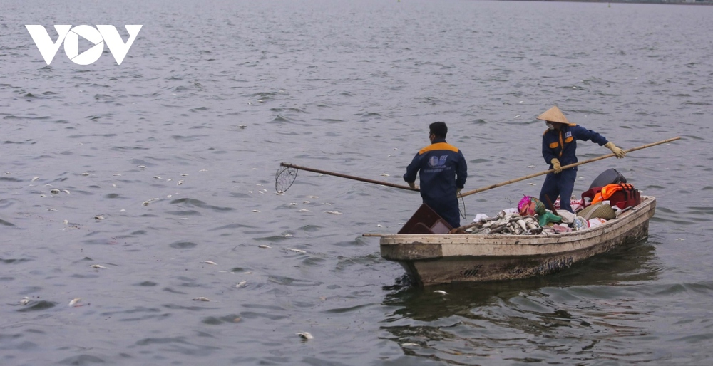 Hà Nội sẽ đánh bắt cá để giảm mật độ trong hồ Tây - Ảnh 2.