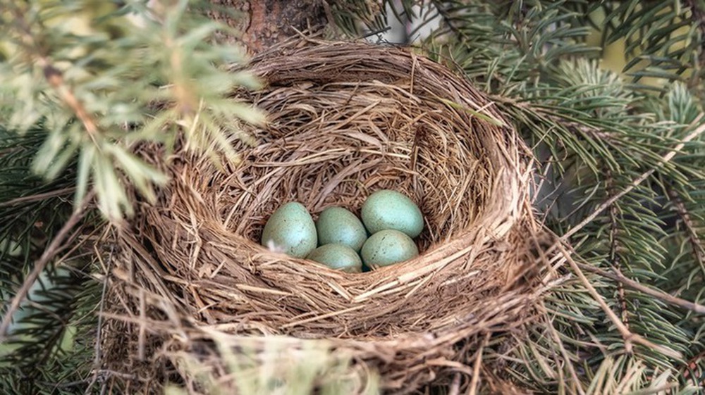 Tại sao một số loài chim có trứng có màu xanh? - Ảnh 1.