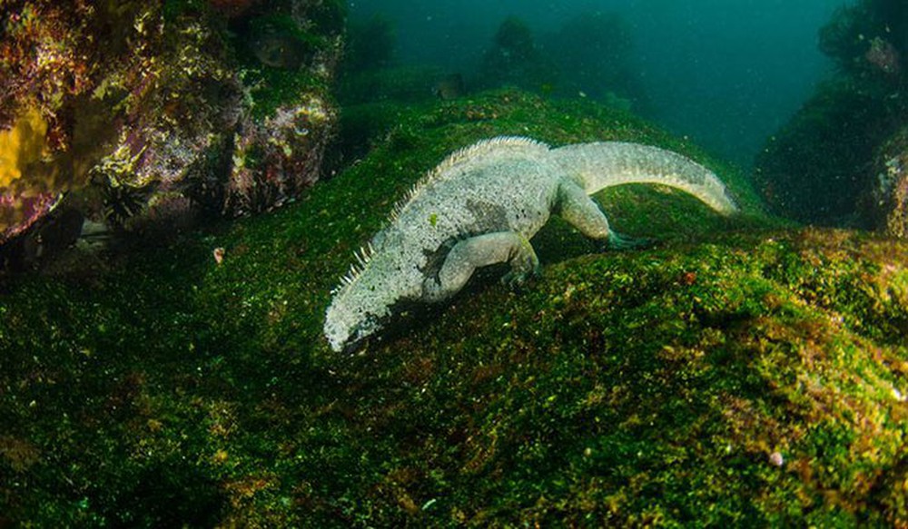 Kỳ nhông biển: Những con thằn lằn có vẻ ngoài giống như Godzilla - Ảnh 4.