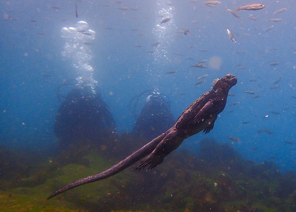 Kỳ nhông biển: Những con thằn lằn có vẻ ngoài giống như Godzilla - Ảnh 3.