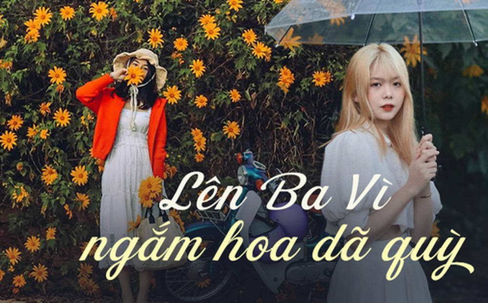 Lên Ba Vì ngắm hoa dã quỳ nở rộ chỉ với khoảng 200 nghìn đồng