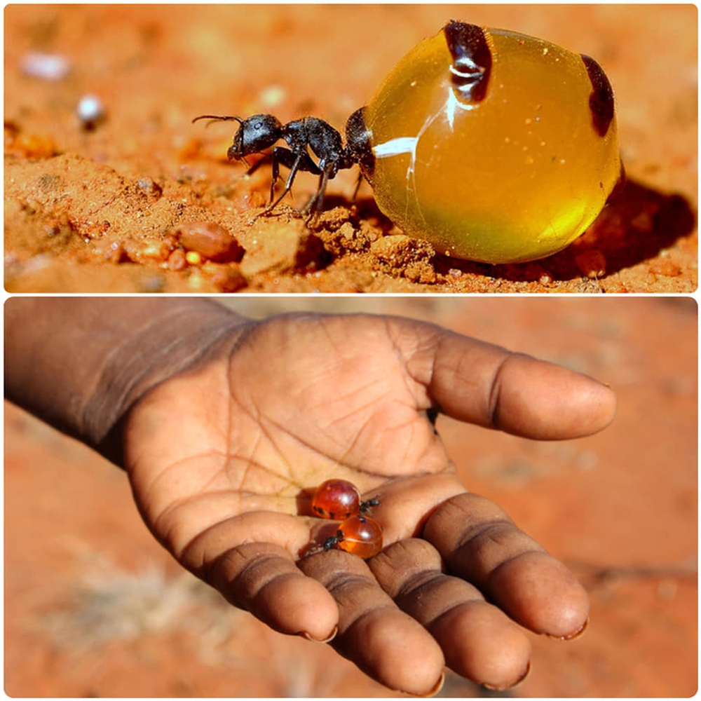 Honeypot: Loài kiến ​​duy nhất trên thế giới sản xuất mật - Ảnh 6.