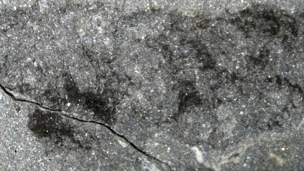 Phát hiện hóa thạch của sinh hoàn toàn mới trong mỏ đá xứ Wales - Ảnh 3.