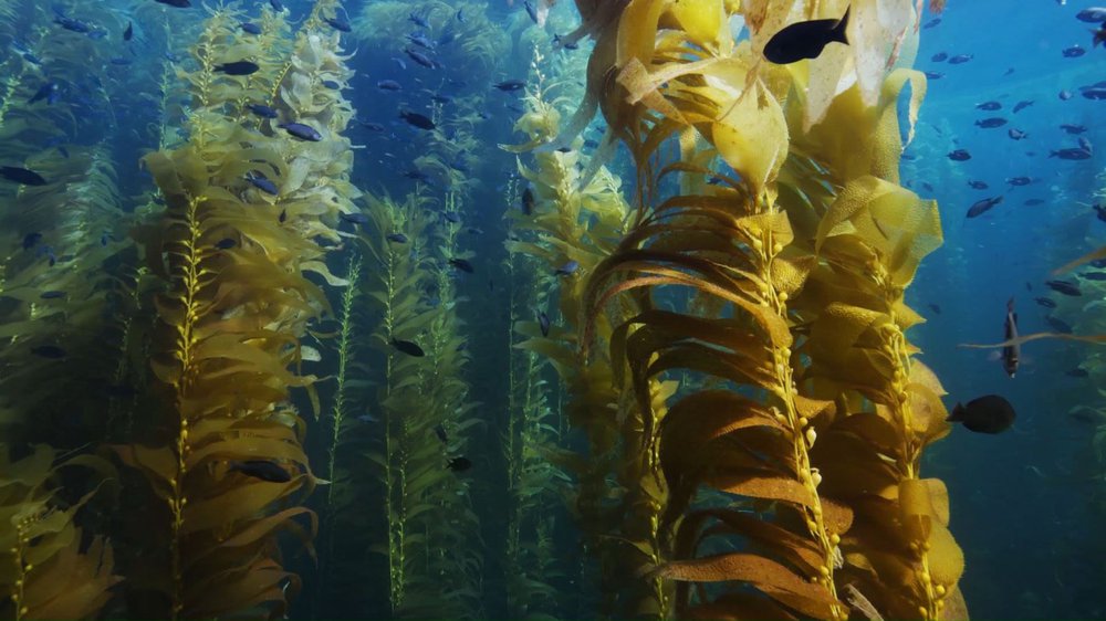 Australia phục hồi rừng tảo bẹ khổng lồ đang dần bị biến mất - Ảnh 1.