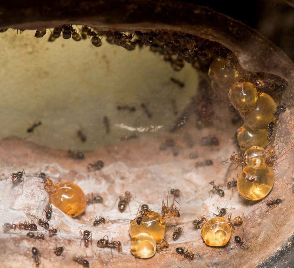 Honeypot: Loài kiến ​​duy nhất trên thế giới sản xuất mật - Ảnh 3.
