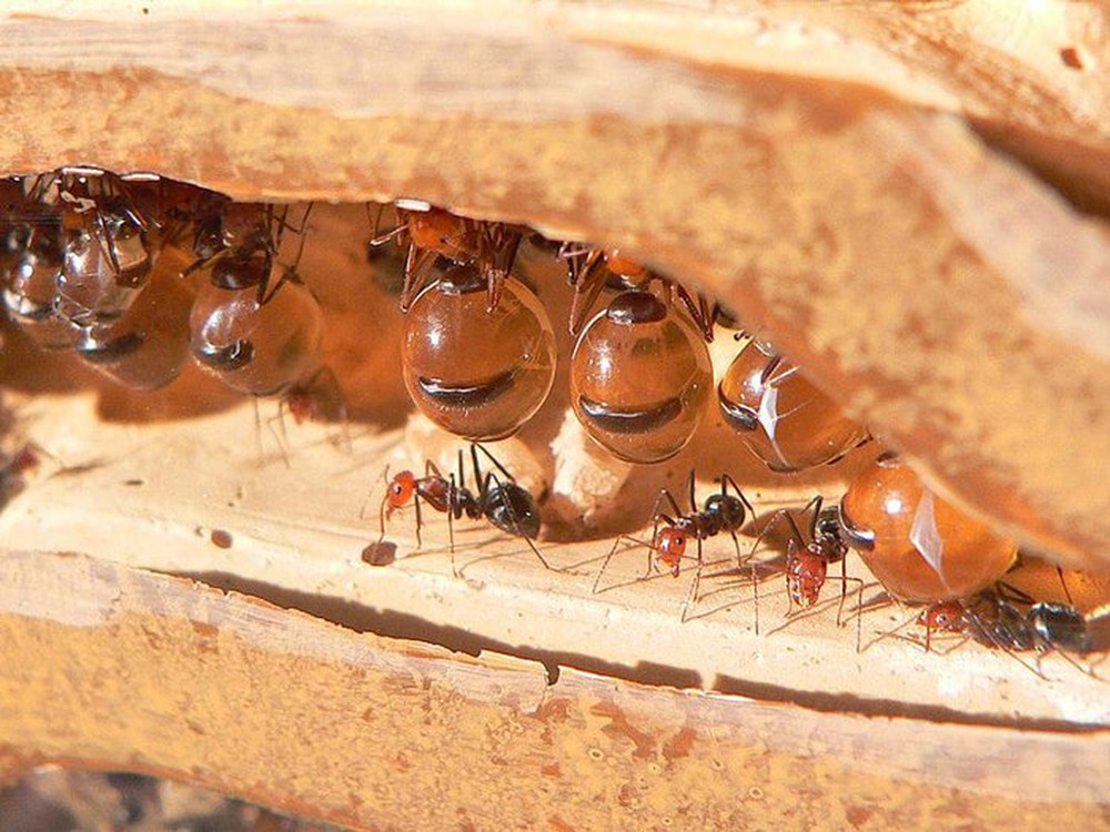 Honeypot: Loài kiến ​​duy nhất trên thế giới sản xuất mật - Ảnh 1.
