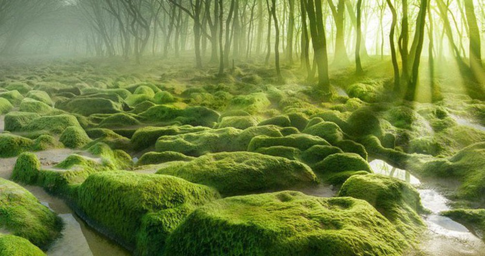 Những khu rừng kỳ lạ nhất thế giới - Ảnh 10.